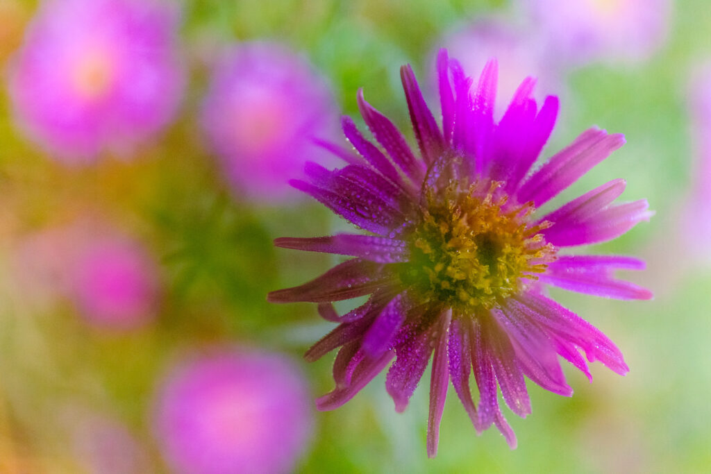 Doppelbelichtung von Blumen am Frühen Morgen in Garching bei München