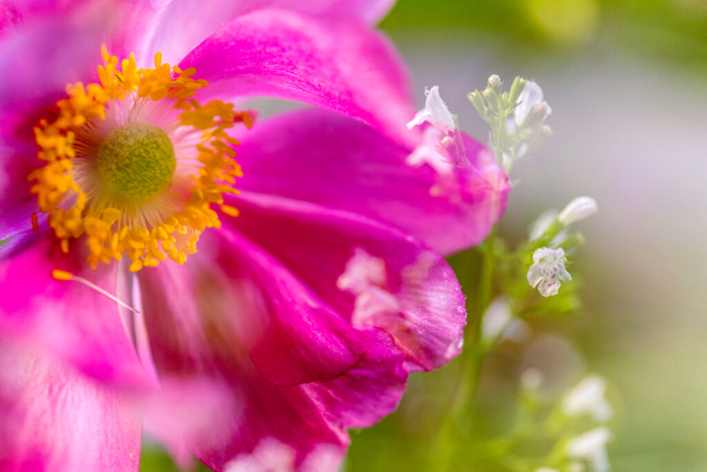 Doppelbelichtung von Blumen in Garching bei München