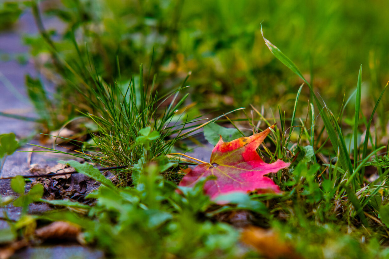 Buntes Blatt auf Gras