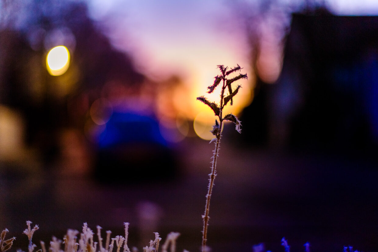 Frostige Pflanze im Gegenlicht