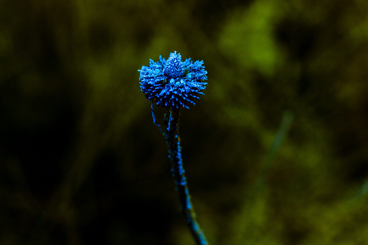 Farbige Winterblume in Garching bei München