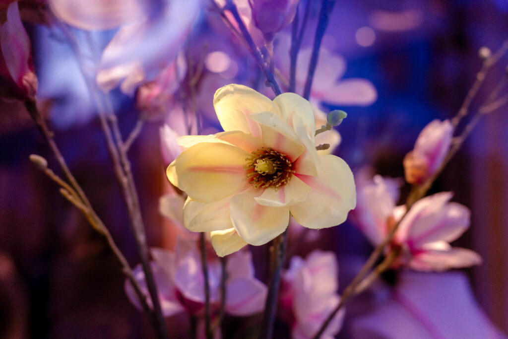 Blume in einem Laden-Schaufenster