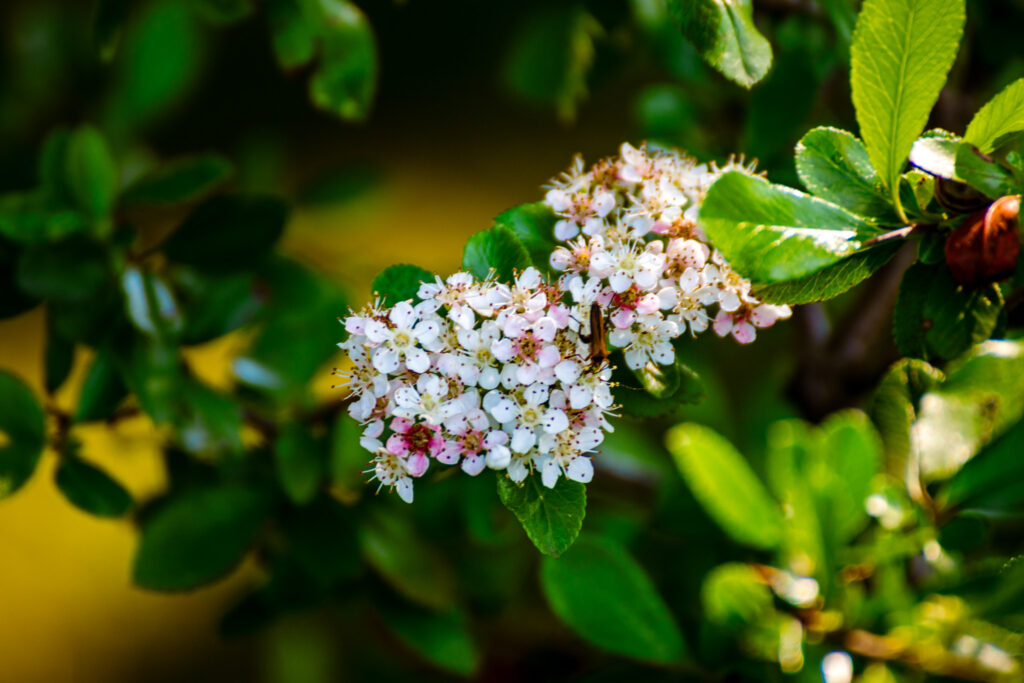 Detailaufnahme der Blüten eines Strauchs