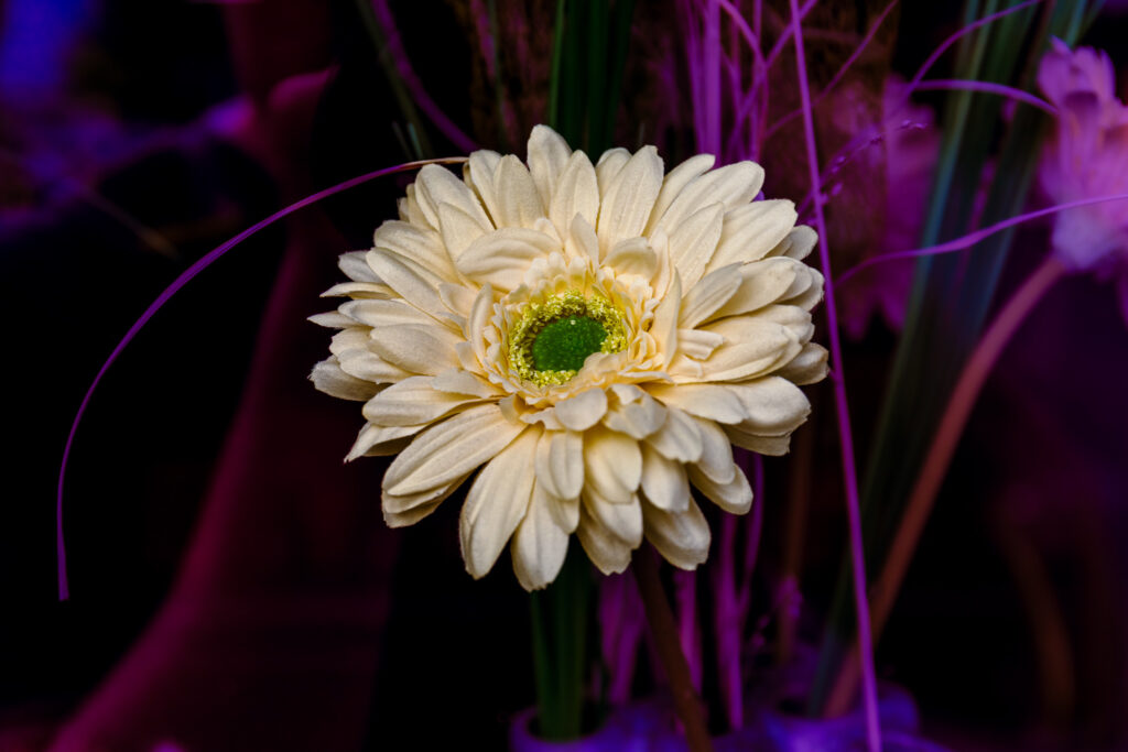 Eine Blüte in einem Schaufenster eines Blumenhändlers (Ringelblume) in Garching bei München