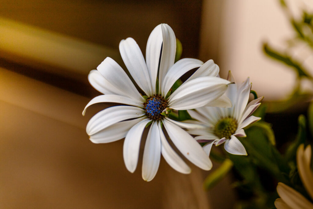 Eine Blüte mitten in der Stadt
