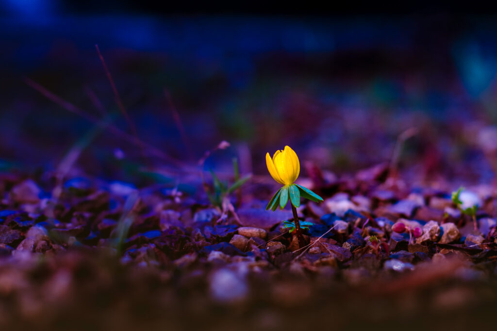 Blume, aufgehellt mit einem mobilem LED-Licht-Panel