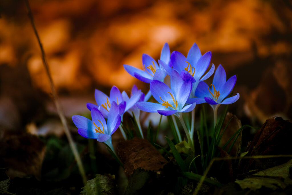 Viele Krokusse auf einer Stelle