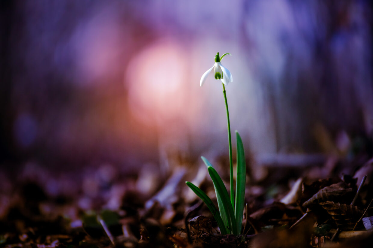 Schneeglöckchen in sanftem Nachtlicht