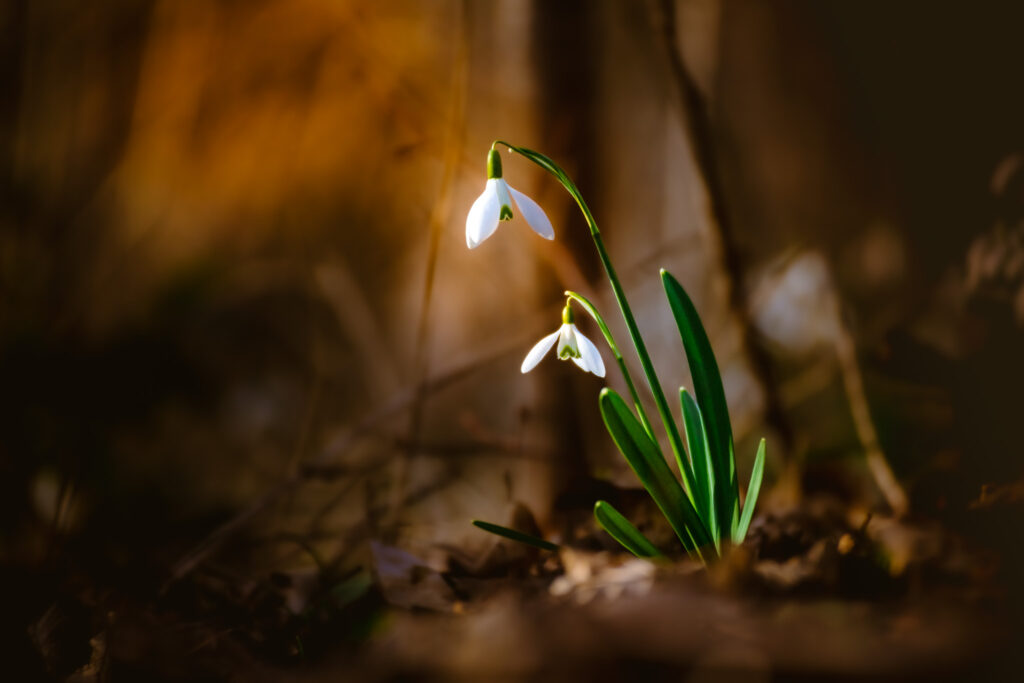 Ein Gänseblümchen-Paar