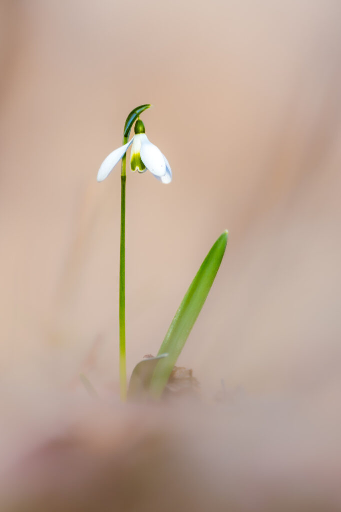 Schneeglöckchen mit sehr weichem Hintergrund