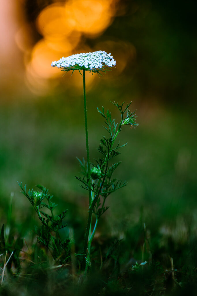 Blume mit Sonnenlicht im Hintergrund