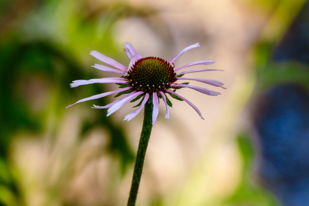 Blume mit weichem Bokeh-Hintergrund